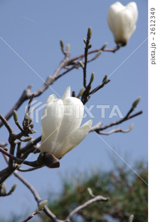 白木蓮の花 2612349