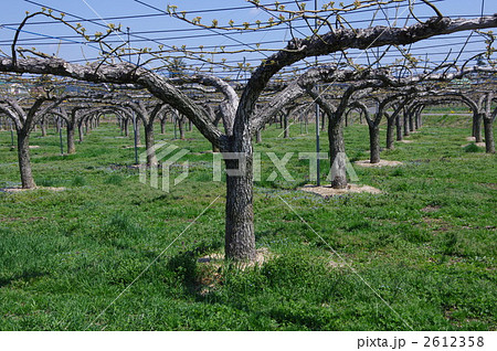 春の梨畑の風景 2612358