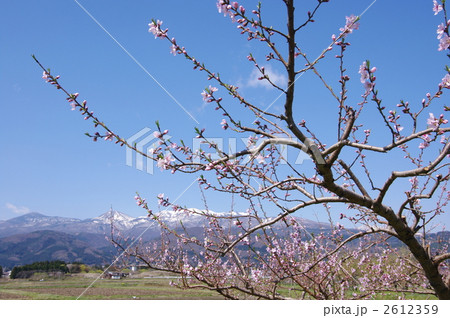 春の桃畑 2612359