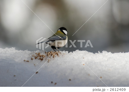 北海道の野鳥　　シジュウカラ 2612409