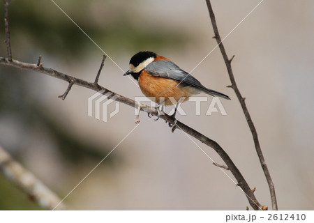 北海道の野鳥　　ヤマガラ 2612410