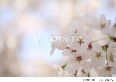 春 春 2612675