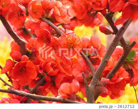 花見山にて・２ 2612712