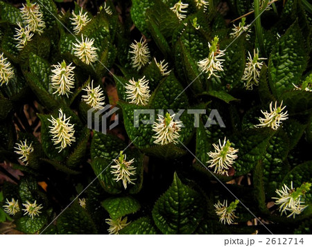 慈徳寺にて 2612714