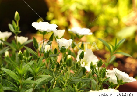 アレナリア・モンタナ 2612735