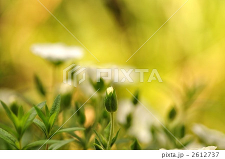 アレナリア・モンタナ 2612737