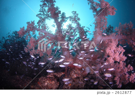 トサカと群れ 2612877