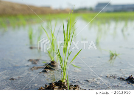 田植え 2612910