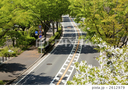 新緑の欅並木 2612979