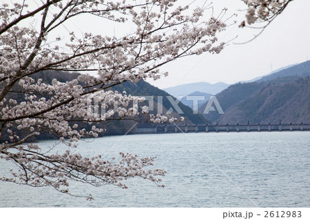 恵那峡の桜 2612983