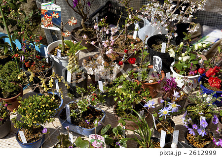 高山の宮川朝市 高山の宮川朝市 2612999