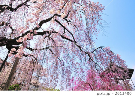 山形市「光禅寺」枝垂桜・横 2613400