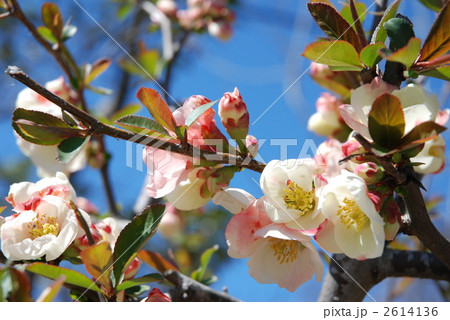 ボケの花 2614136