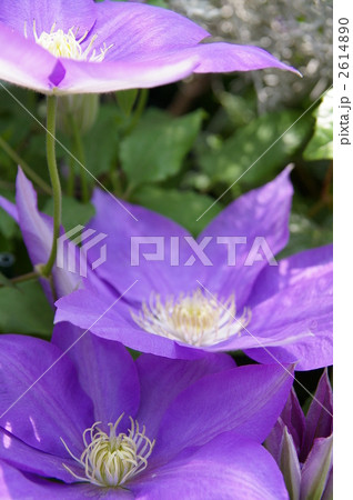 クレマチス 2614890
