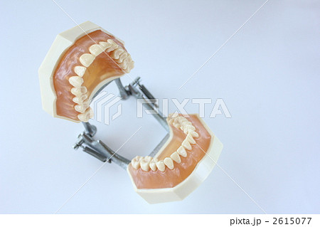 歯の模型 歯の模型 2615077