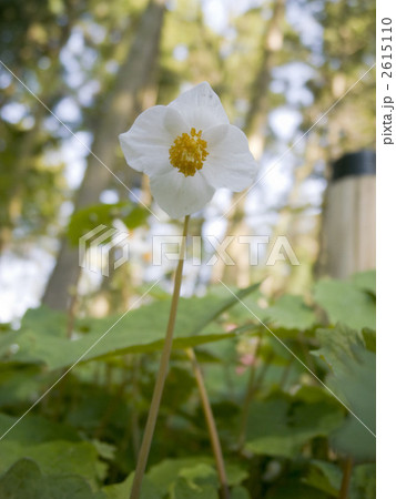 シラユキゲシ シラユキゲシ 2615110