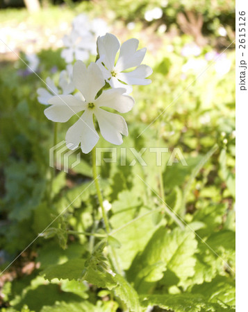 ニホンサクラソウ ニホンサクラソウ 2615126