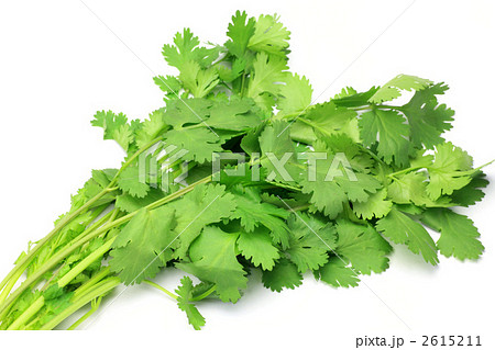 コリアンダー 2615211