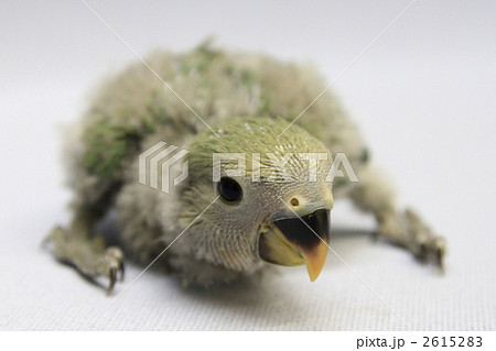 コザクラインコのヒナ 2615283