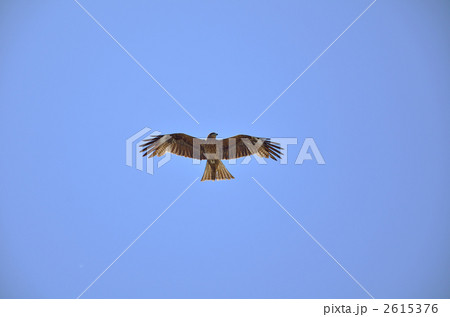 2615376