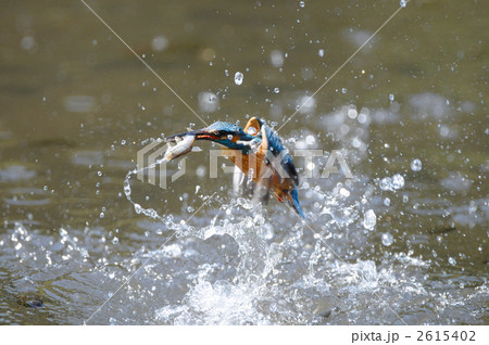 魚を獲ったカワセミ 2615402