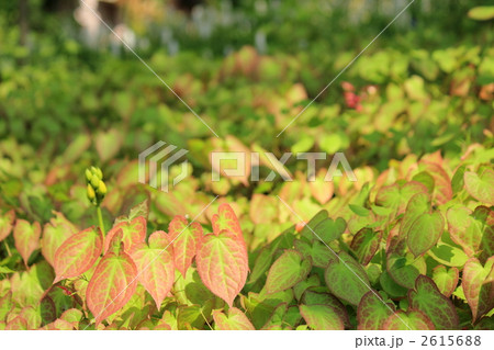 イカリソウ 2615688