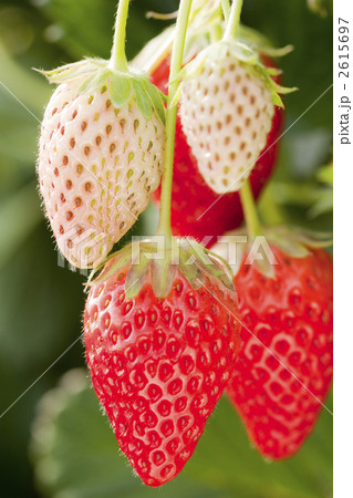 イチゴ 2615697