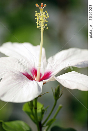 白いハイビスカスの写真素材
