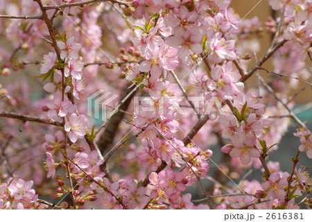 ユスラウメの花の写真素材