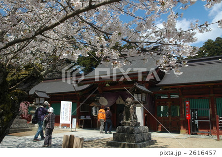 塩釜神社と桜 2616457