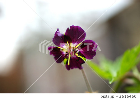 黒花フウロ 2616460