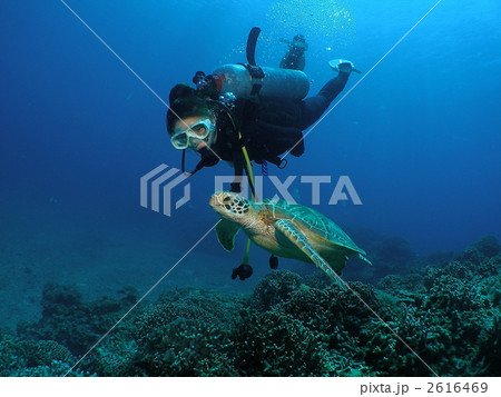ダイバーとウミガメ 2616469