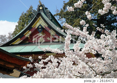 桜に彩られた塩釜神社 桜に彩られた塩釜神社 2616471