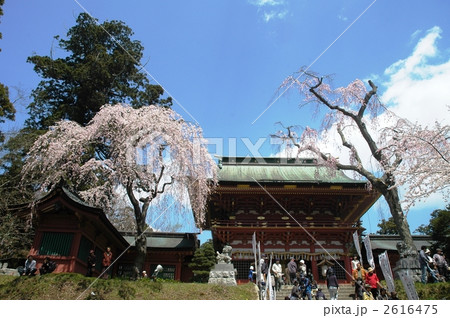 塩釜神社と桜 2616475
