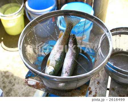 釣堀 2616499