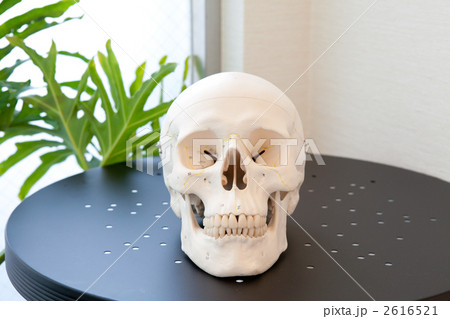 人の頭蓋骨イメージ 2616521