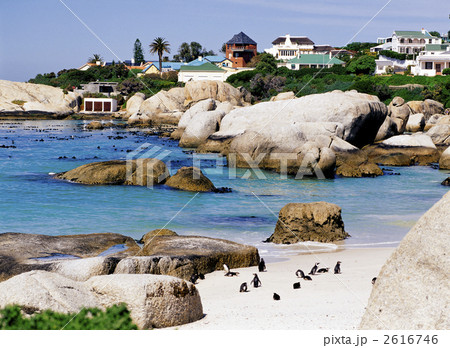 ボルダーズ・ビーチのペンギン 2616746