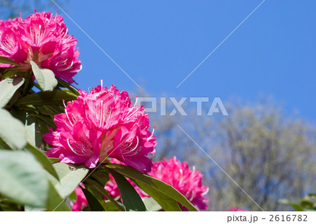 西洋シャクナゲの花と青空 西洋シャクナゲの花と青空 2616782