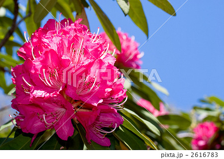 西洋シャクナゲの花と青空 2616783