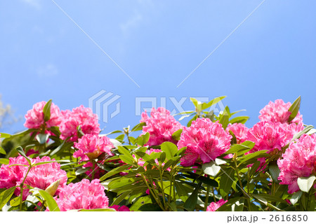 西洋シャクナゲの花と青空 西洋シャクナゲの花と青空 2616850