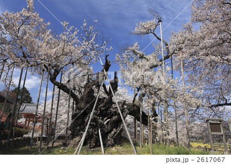 神代桜 2617067