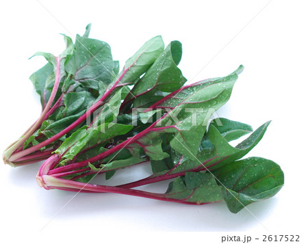 サラダ用ほうれんそう 2617522