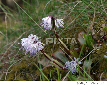 ショウジョウバカマ 2617523