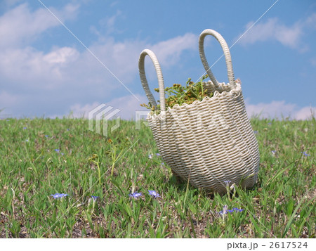 ワラビ狩り 2617524