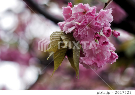 八重桜 2617525