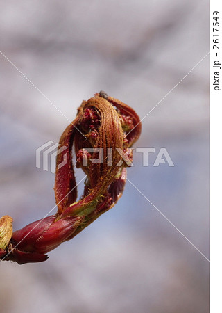ナナカマドの芽吹き ナナカマドの芽吹き 2617649