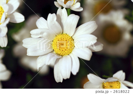 クリサンセマム 2618022