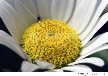 クリサンセマム クリサンセマム 2618034