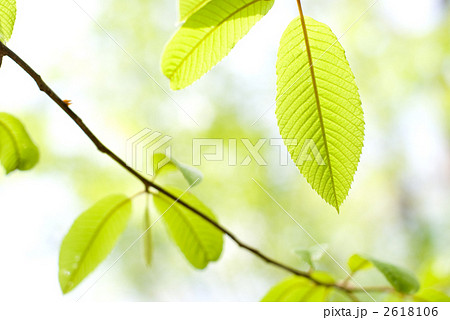 トチノキの幼木の新緑 2618106