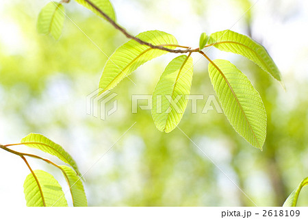 トチノキの幼木の新緑 2618109